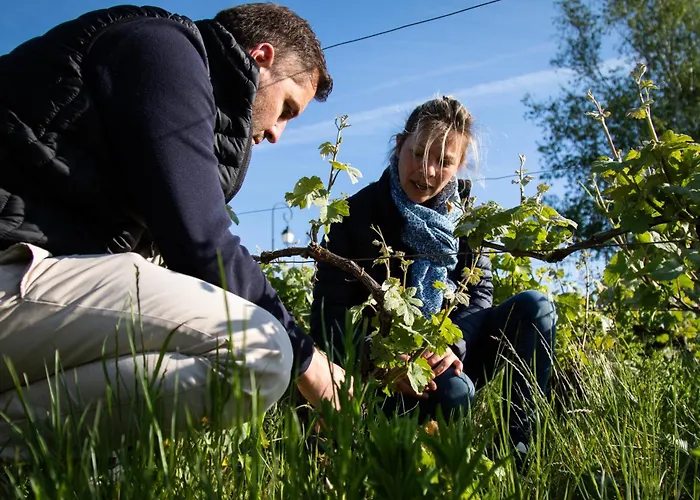 Winemaker's In - Terrace, Garden, Petanque And Free Private Parking * Hautvillers